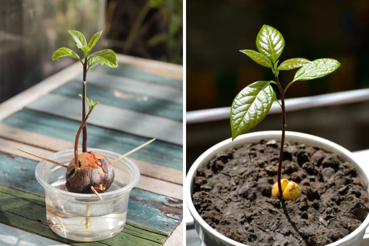 How to Grow an Avocado from a Seed The Seed Collection